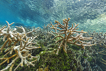 Abundant life in the crystal clear water in the shallow reefs off Wayag Bay, Raja Ampat, Indonesia, Southeast Asia, Asia