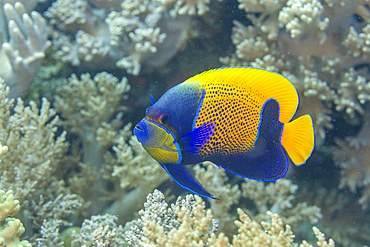 An adult blue girdle angelfish (Pomacanthus navarchus), off Bangka Island, off the northeastern tip of Sulawesi, Indonesia, Southeast Asia, Asia