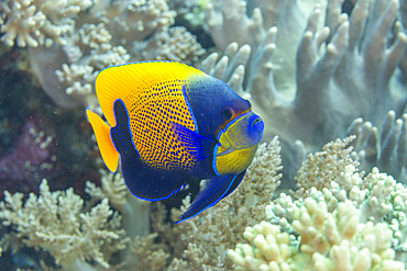 An adult blue girdle angelfish (Pomacanthus navarchus), off Bangka Island, off the northeastern tip of Sulawesi, Indonesia, Southeast Asia, Asia