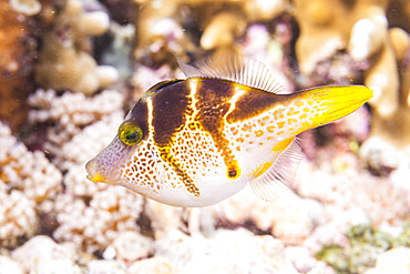 An adult mimic filefish (Paraluteres prionurus), off Bangka Island, near Manado, Sulawesi, Indonesia, Southeast Asia, Asia