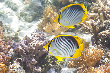 A pair of adult blackback butterflyfish (Chaetodon melannotus), off Bangka Island, near Manado, Sulawesi, Indonesia, Southeast Asia, Asia