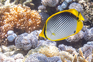 An adult blackback butterflyfish (Chaetodon melannotus), off Bangka Island, near Manado, Sulawesi, Indonesia, Southeast Asia, Asia