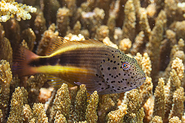 An adult freckled hawkfish (Paracirrhites forsteri), off Bangka Island, near Manado, Sulawesi, Indonesia, Southeast Asia, Asia