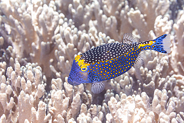 An adult spotted boxfish (Ostracion meleagris), off Bangka Island, near Manado, Sulawesi, Indonesia, Southeast Asia, Asia