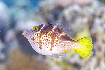 An adult mimic filefish (Paraluteres prionurus), off Bangka Island, near Manado, Sulawesi, Indonesia, Southeast Asia, Asia