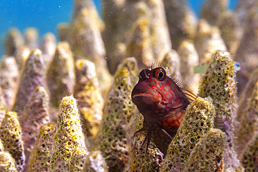 An adult Namiyes combtooth blenny (Escenius namiyei), off Kawe Island, Raja Ampat, Indonesia, Southeast Asia, Asia