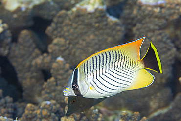 An adult chevron butterflyfish (Chaetodon trifascialis), off Bangka Island, near Manado, Sulawesi, Indonesia, Southeast Asia, Asia