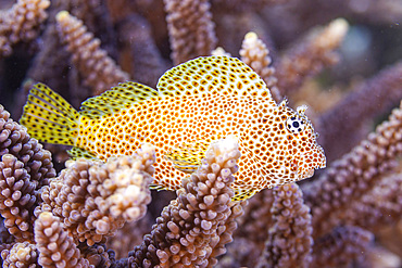 An adult leopard blenny (Exallias brevis), off Bangka Island, near Manado, Sulawesi, Indonesia, Southeast Asia, Asia