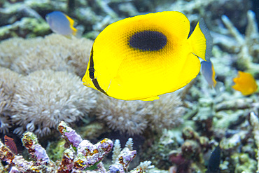 An adult mirror butterflyfish (Chaetodon speculum), off Kri Island, Raja Ampat, Indonesia, Southeast Asia, Asia