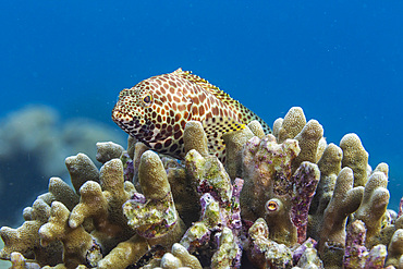 An adult honeycomb grouper (Epinephelus merra), off Bangka Island, near Manado, Sulawesi, Indonesia, Southeast Asia, Asia