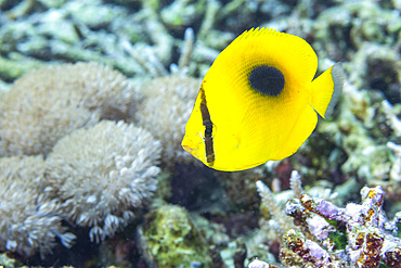 An adult mirror butterflyfish (Chaetodon speculum), off Kri Island, Raja Ampat, Indonesia, Southeast Asia, Asia