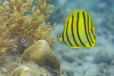 An adult eightband butterflyfish (Chaetodon octofasciatus), off Kawe Island, Raja Ampat, Indonesia, Southeast Asia, Asia