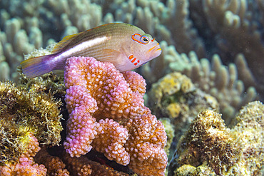 An adult arc-eye Hawkfish (Paracirrhites arcatus), off Bangka Island, near Manado, Sulawesi, Indonesia, Southeast Asia, Asia