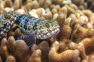 A pair of adult variegated lizardfish (Synodus variegatus), off Bangka Island, near Manado, Sulawesi, Indonesia, Southeast Asia, Asia