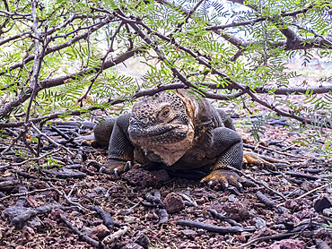 An adult Galapagos land iguana (Conolophus subcristatus), basking in Urbina Bay, Galapagos Islands, UNESCO World Heritage Site, Ecuador, South America