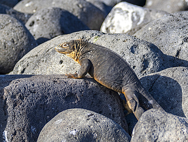 An adult Galapagos land iguana (Conolophus subcristatus), basking on North Seymour Island, Galapagos Islands, UNESCO World Heritage Site, Ecuador, South America