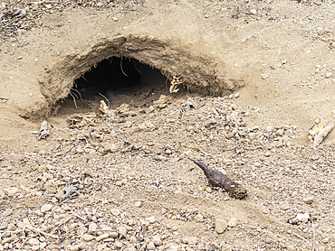 An adult Galapagos land iguana (Conolophus subcristatus) burrow in Urbina Bay, Galapagos Islands, UNESCO World Heritage Site, Ecuador, South America