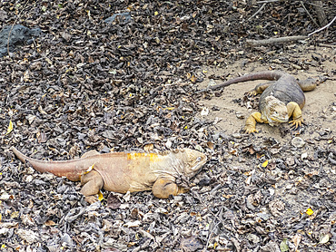 A pair of adult Galapagos land iguanas (Conolophus subcristatus), basking in Urbina Bay, Galapagos Islands, UNESCO World Heritage Site, Ecuador, South America