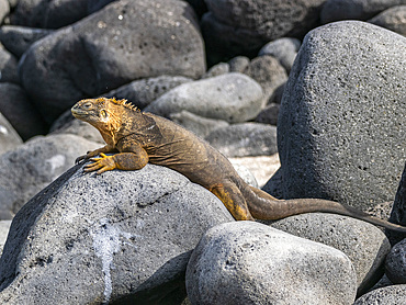 An adult Galapagos land iguana (Conolophus subcristatus), basking on North Seymour Island, Galapagos Islands, UNESCO World Heritage Site, Ecuador, South America