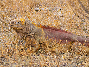 An adult Galapagos land iguana (Conolophus subcristatus), basking in Urbina Bay, Galapagos Islands, UNESCO World Heritage Site, Ecuador, South America