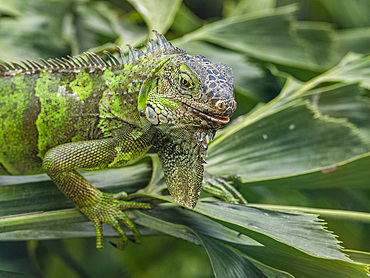 An adult male green Iguana (Iguana iguana), basking in the sun at the airport in Guayaquil, Ecuador, South America