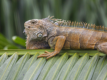 An adult male green Iguana (Iguana iguana), basking in the sun at the airport in Guayaquil, Ecuador, South America