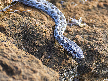 An adult Galapagos racer (Pseudalsophis biserialis), at Punta Pitt, San Cristobal Island, Galapagos Islands, UNESCO World Heritage Site, Ecuador, South America