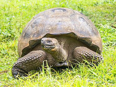 Wild Galapagos giant tortoise (Chelonoidis spp), found in Rancho Manzanillo, Santa Cruz Island, Galapagos Islands, UNESCO World Heritage Site, Ecuador, South America