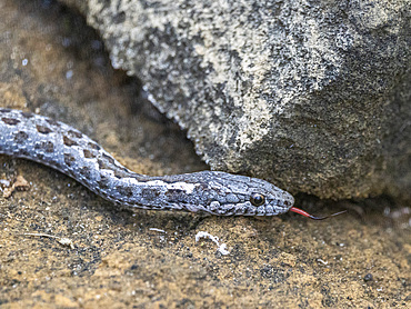 An adult Galapagos racer (Pseudalsophis biserialis), at Punta Pitt, San Cristobal Island, Galapagos Islands, UNESCO World Heritage Site, Ecuador, South America