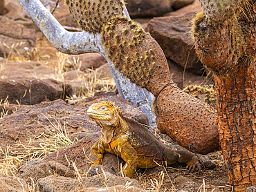 An adult Galapagos land iguana (Conolophus subcristatus), basking on North Seymour Island, Galapagos Islands, UNESCO World Heritage Site, Ecuador, South America