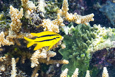 A juvenile Indo-Pacific yellowtail damsel (Neoglyphidodon nigroris), on the reef off Bangka Island, Indonesia, Southeast Asia