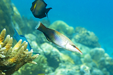 An adult bird wrasse (Gomphosus varius), on the reef off Kri Island, Raja Ampat, Indonesia, Southeast Asia