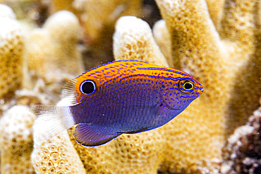 An adult speckled damsel (Pomacentrus bankanensis), off the reef on Wohof Island, Raja Ampat, Indonesia, Southeast Asia