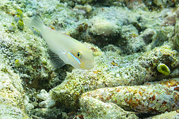 An adult bluestreak goby (Valenciennea strigata), on the reef off Kri Island, Raja Ampat, Indonesia, Southeast Asia