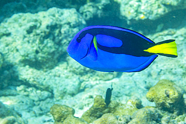 An adult palette tang (Paracanthurus hepatus), off Arborek Reef, Raja Ampat, Indonesia, Southeast Asia