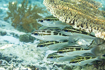 A school of adult bridled monocle bream (Scolopsis bilineata), off the reef on Bangka Island, near Manado, Indonesia, Southeast Asia