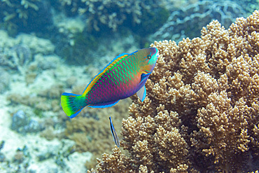 An adult Bleekers parrotfish (Chlorurus bleekeri), off the reef on Kawe Island, Raja Ampat, Indonesia, Southeast Asia