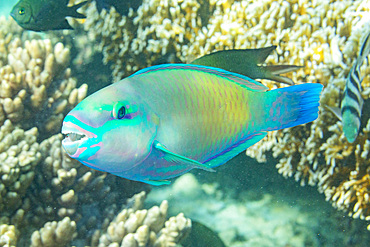 An adult Pacific bullethead parrotfish (Chlorurus spiluris), off the reef on Kawe Island, Raja Ampat, Indonesia, Southeast Asia