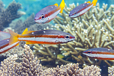 An adult twospot snapper (Lutjanus biguttatus), on the reef off Wohof Island, Raja Ampat, Indonesia, Southeast Asia