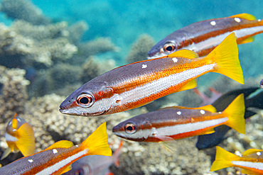 An adult twospot snapper (Lutjanus biguttatus), on the reef off Wohof Island, Raja Ampat, Indonesia, Southeast Asia