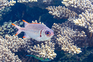 An adult soldierfish (Myripristis spp), off the reef on Kawe Island, Raja Ampat, Indonesia, Southeast Asia