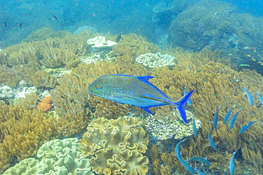 An adult bluefin trevally (Caranx melampygus), on the reef at Batu Hatrim, Raja Ampat, Indonesia, Southeast Asia