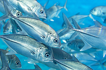 A school of bigeye trevally (Caranx sexfasciatus), Village Reef, Raja Ampat, Indonesia, Southeast Asia