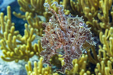 An adult broadclub cuttlefish (Sepia latimanus), off the reef on Bangka Island, near Manado, Indonesia, Southeast Asia