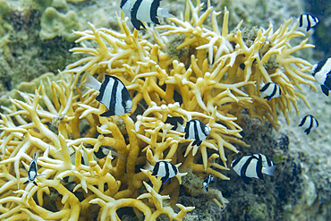 Adult humbug (Dascyllus aruanus), off the reef on Kawe Island, Raja Ampat, Indonesia, Southeast Asia