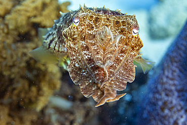 An adult broadclub cuttlefish (Sepia latimanus), off the reef on Bangka Island, near Manado, Indonesia, Southeast Asia