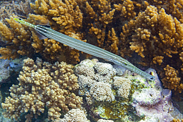 An adult trumpetfish (Aulostomus chinensis), off the reef on Bangka Island, near Manado, Indonesia, Southeast Asia