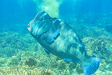 An adult bumphead parrotfish (Bolbometopan muricatum), off the reef on Kawe Island, Raja Ampat, Indonesia, Southeast Asia