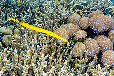 An adult trumpetfish (Aulostomus chinensis), off the reef on Bangka Island, near Manado, Indonesia, Southeast Asia