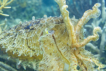 An adult broadclub cuttlefish (Sepia latimanus), off the reef on Bangka Island, near Manado, Indonesia, Southeast Asia